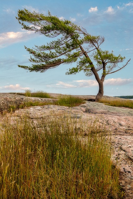 Free Tree Landscape photo and picture