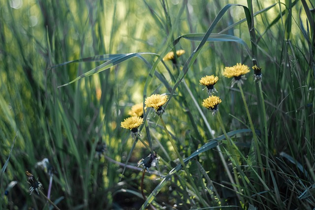 Löwenzahn, Blumen, Gras