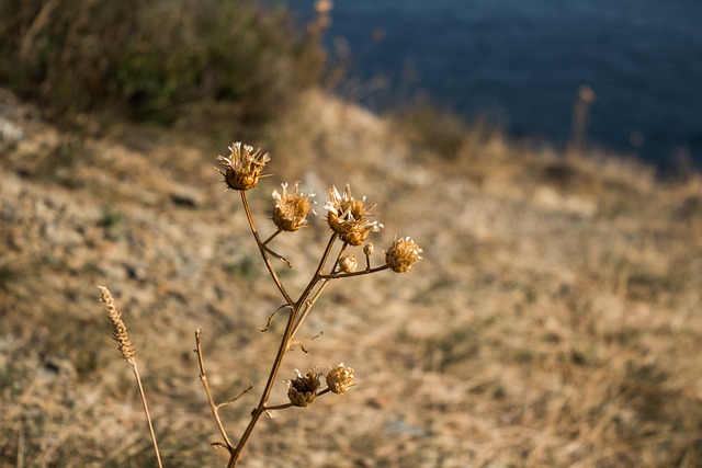 Blumen, Trocken, Blumentapete