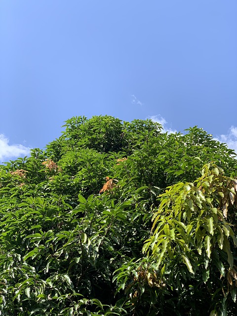 Free Mango Canopy photo and picture