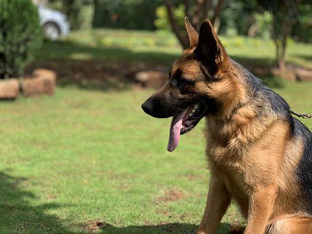 Free German Shepherd Nature photo and picture
