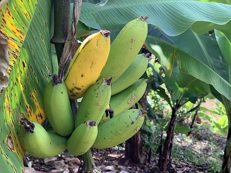 Free Ripe Banana photo and picture