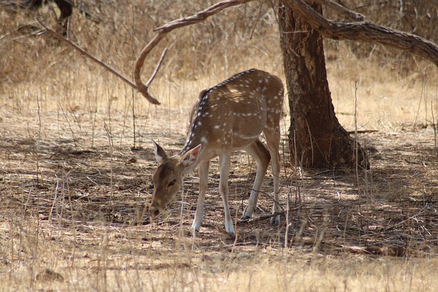 Free Deer Gujarat photo and picture