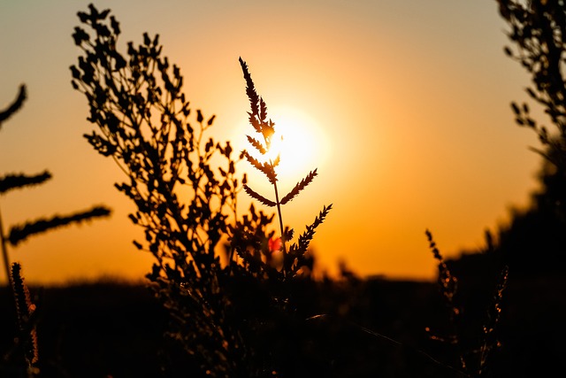 Sonnenuntergang, Feld, Abend, Sonne