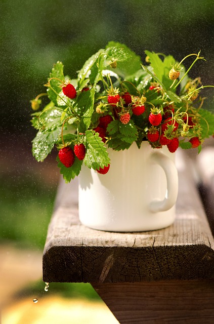 Free Strawberry Bouquet photo and picture