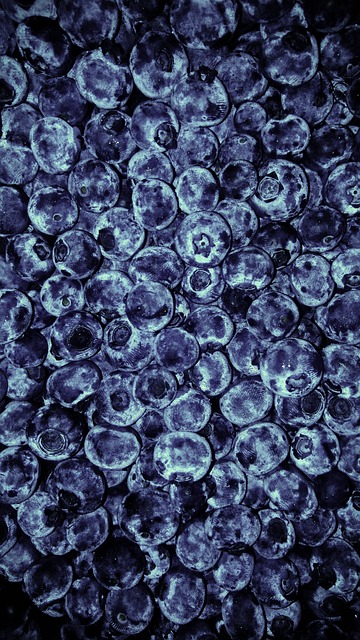 Free Bilberry Bilberry American photo and picture