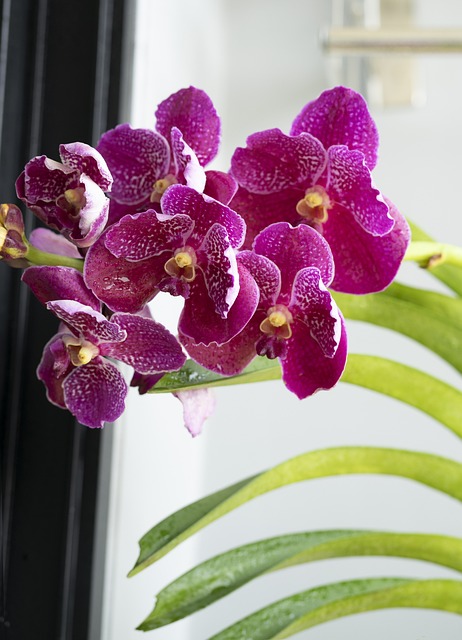 Orchidee, Thailand, Blume, Pflanze