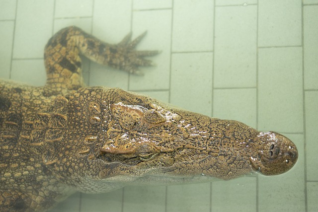 Thailand, Krokodil, Tier, Reptil, Natur