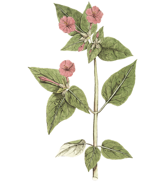 Bloemen, Roze, Vintage, Natuur