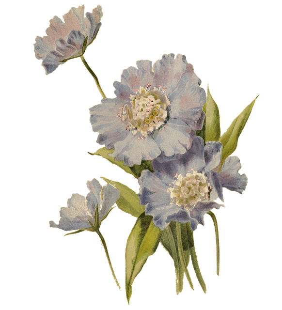 Free flowers lilac vintage illustration