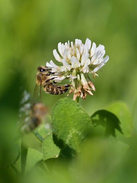 Biene, Blumen Hintergrund, Diligence