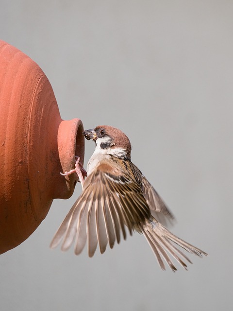 Spatz, Fütterung, Vogel, Natur