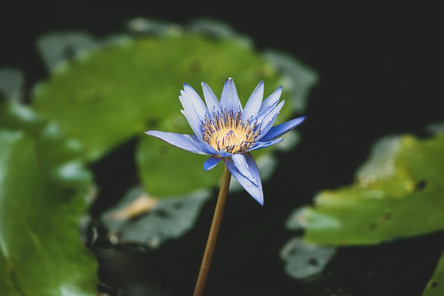Blume, Blumen Hintergrund, Blütenblätter