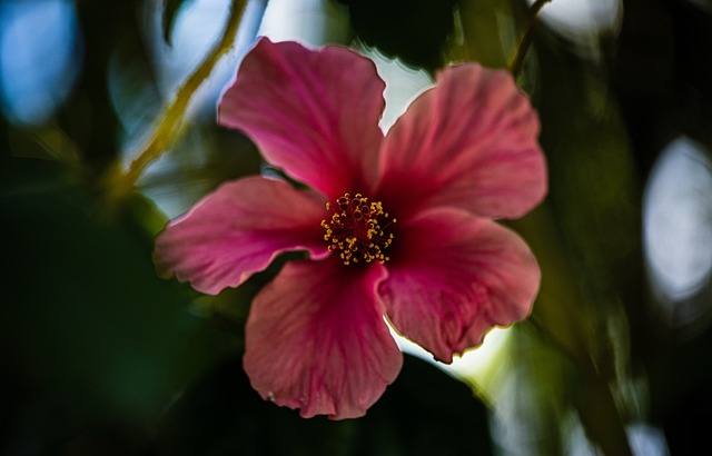 Blume, Blütenblätter, Flora