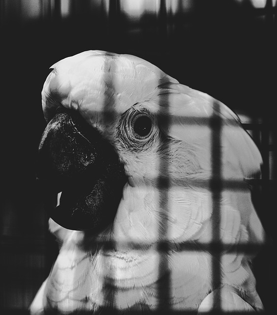 Vogel, Käfig, Tiere