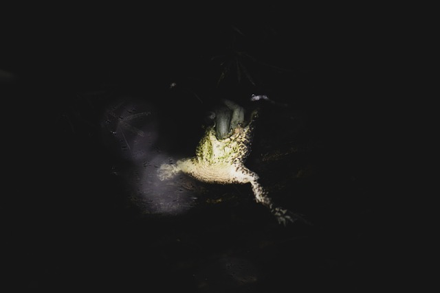 Dead Frog, Frosch, Roadkill, Skelett