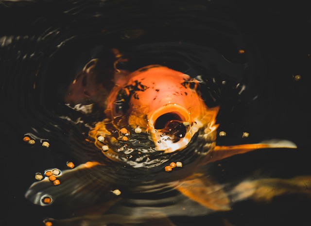 Fische, Koi, Teich, Natur, Wasser