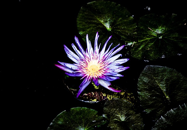 Blume, Schöne Blumen, Blütenblätter
