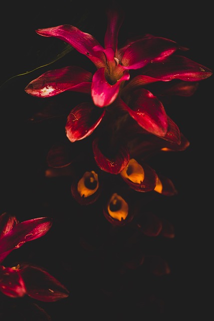 Blume, Blumen Hintergrund, Blumentapete
