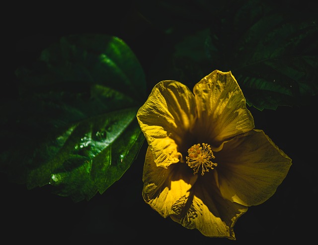 Blume, Blütenblätter, Schöne Blumen