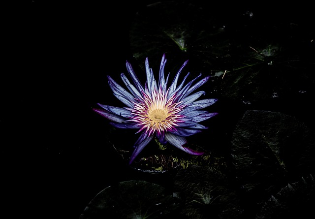 Blume, Blütenblätter, Flora, Pflanze