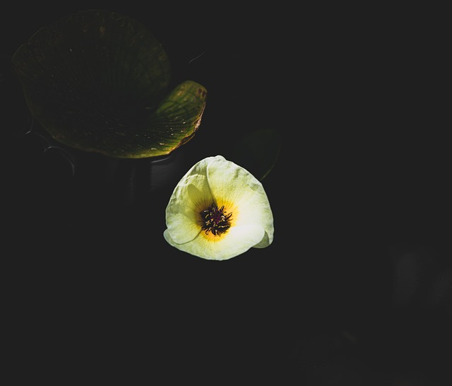 Blume, Blütenblätter, Pflanze