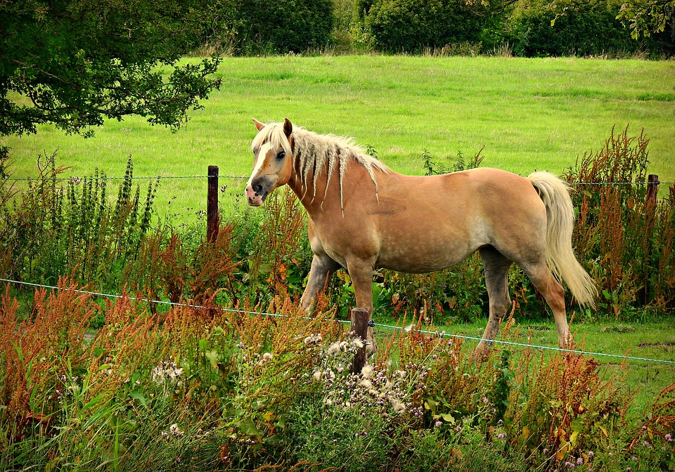 Horse, Animal, Mammal, Haflinger, Mane, Tail, Mare