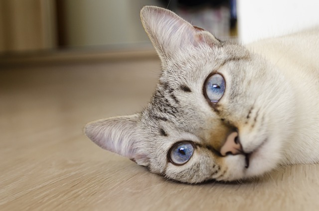 Free Cat Pet photo and picture