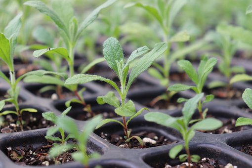 Free Seedling Grow photo and picture