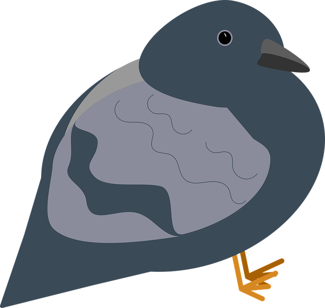 Free Bird Animal vector and picture