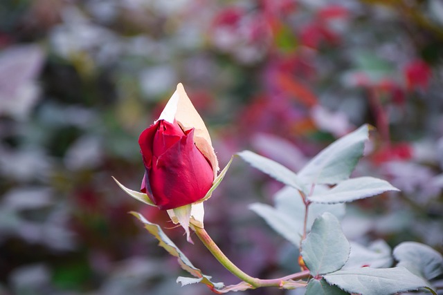 Rote Rosen, Natur, Rose, Rose, Pflanze