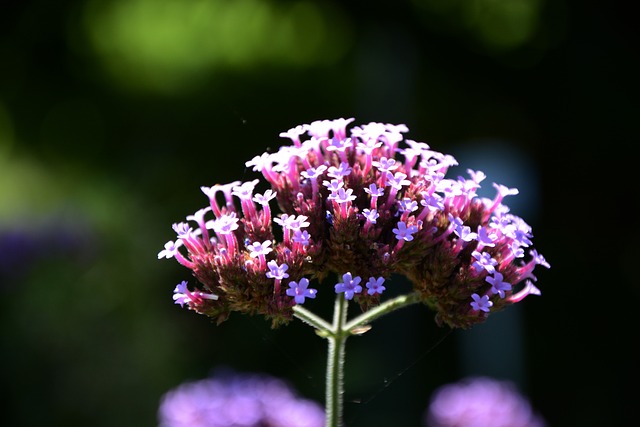 Free Flower Nature photo and picture