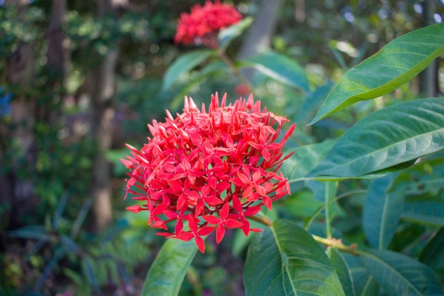 Free Flower Plant photo and picture