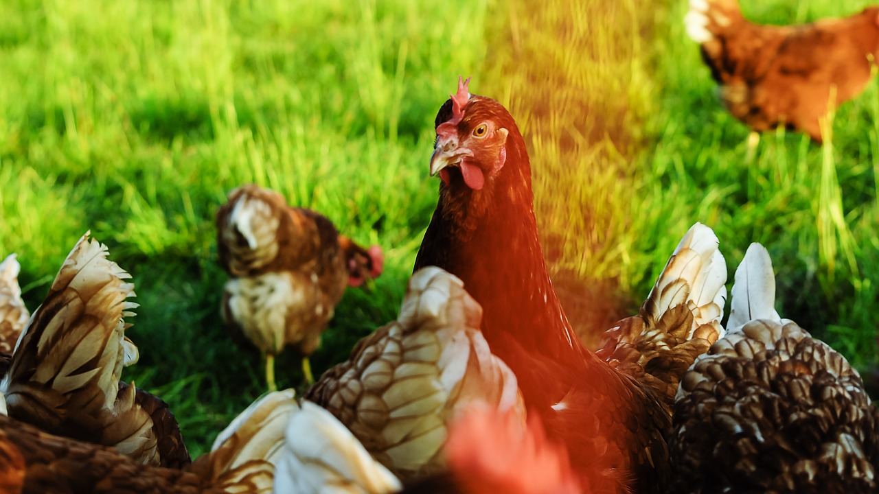 Chicken Hen Animal Free photo on Pixabay Pixabay