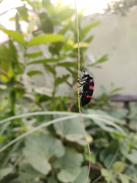 Insect, Kever, Bladeren, Natuur, Hd