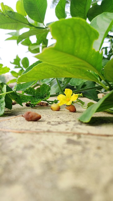 Bladeren, Natuur, Vers