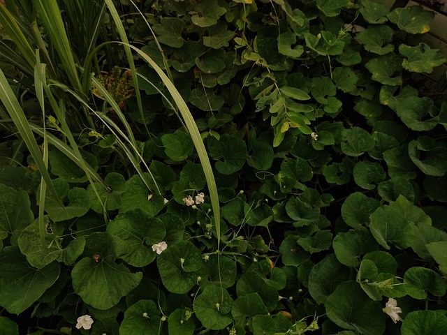 Planten, Planten Achtergrond