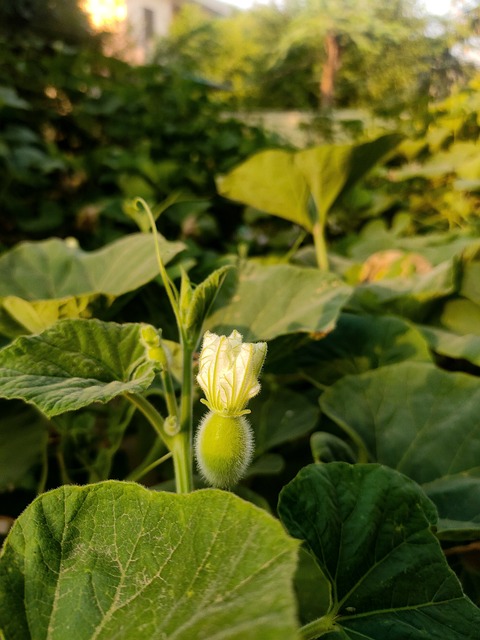 Bladeren, Gebladerte, Knop, Bloem, Licht