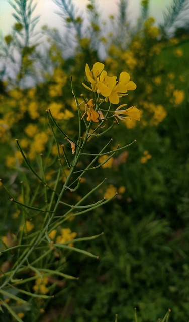Bloemen, Dorp, Natuur, Leven, Geel, Hd