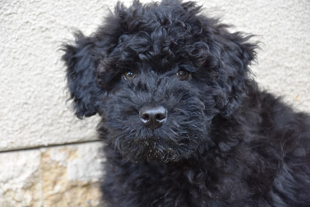 Free Puppy Dog photo and picture