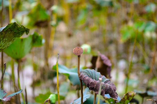 Lotus, Wasser, Natur, Lotusblatt
