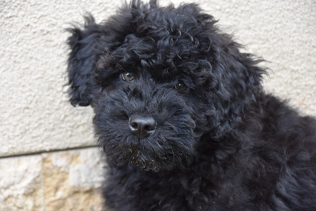 Free Puli Puppy photo and picture