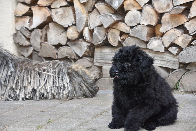 Free Puli Puppy photo and picture