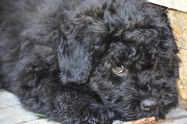 Free Puli Puppy photo and picture
