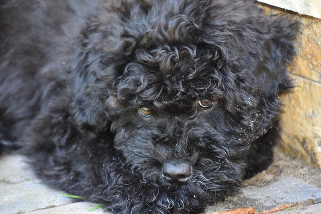 Free Puli Puppy photo and picture