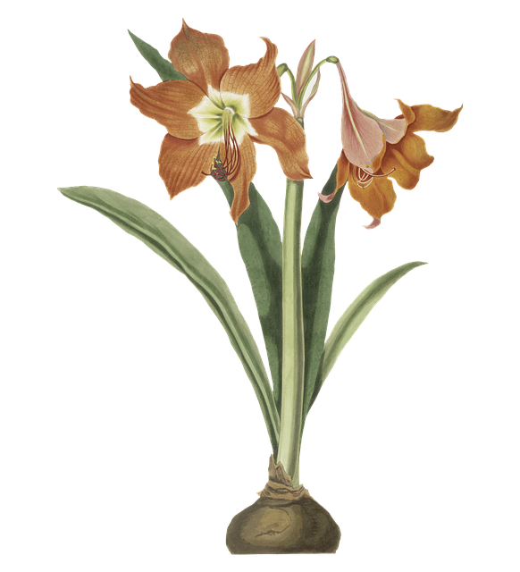 Blomster, Årgang, Sommer, Plante, Natur