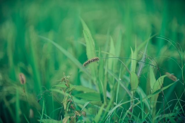 Unkraut, Natur, Reisfelder, Felder, Gras