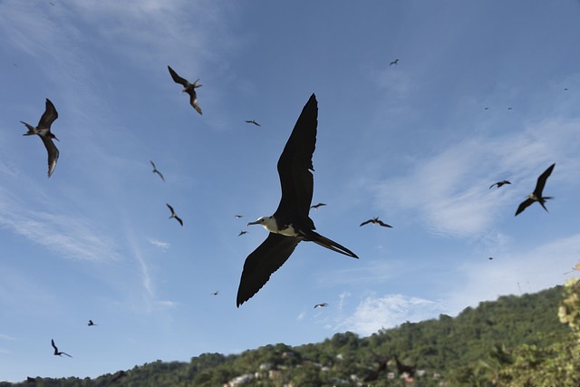 Free Birds Seagulls photo and picture