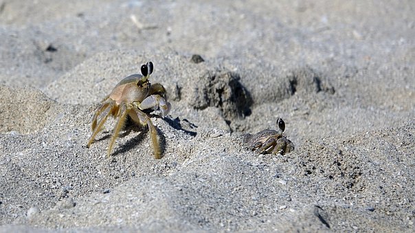 Krabber, Sand, Hav, Strand, Vand, Kyst
