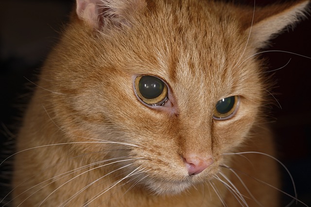 Free Cat Feline photo and picture